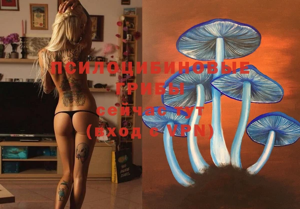 шишки Белокуриха