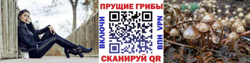 где купить   Шумиха  Псилоцибиновые грибы MAGIC MUSHROOMS 